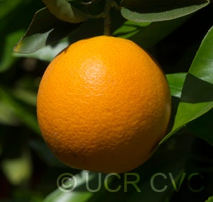 Indian River sweet orange close up