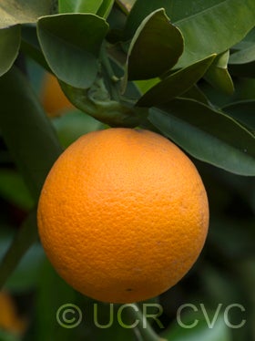 Indian River sweet orange fruit