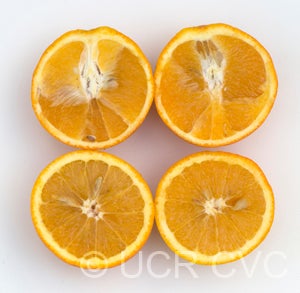 Indian River sweet orange sliced open