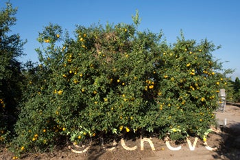 Indian rough lemon tree