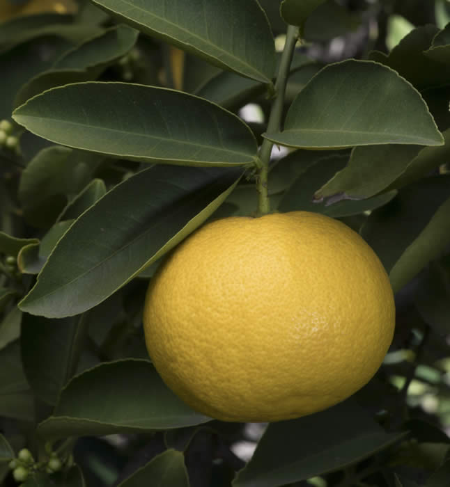 Iraq lemon limetta close up