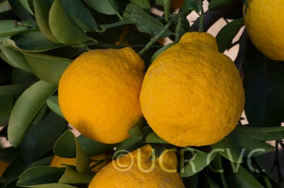 Iyo San Ponkan mandarin close up