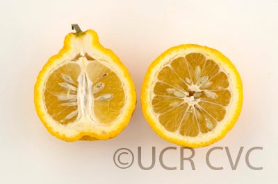 Iyo San Ponkan mandarin sliced open