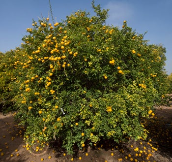 Jacobson trifoliate tree