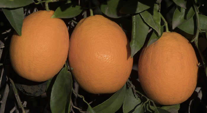Jincheng sweet orange close up