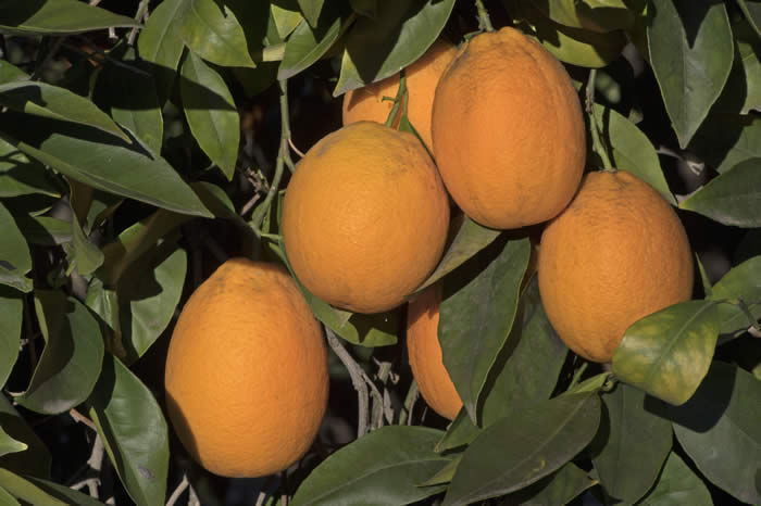 Jincheng sweet orange grouping