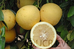 Jochimsen grapefruit sliced open on tree