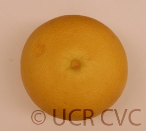 Kao Pan pummelo (CRC 2349) 9003