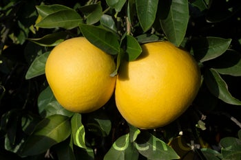 Kao Pan pummelo (CRC 2248) 003