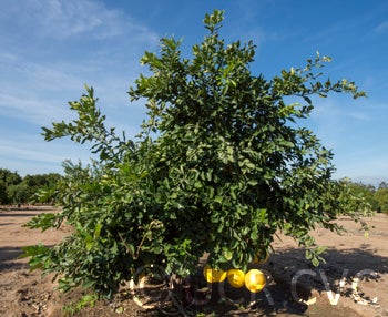 Kao Pan pummelo (CRC 2356) 002