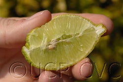 Microcitruspapuana crc4111004
