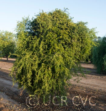 Microcitrus australasica CRC3661001
