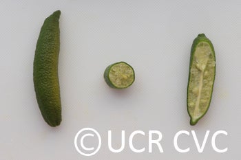 Microcitrus australasica CRC3661005