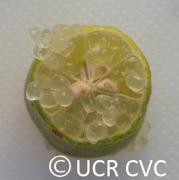 Microcitrus australasica CRC3661018
