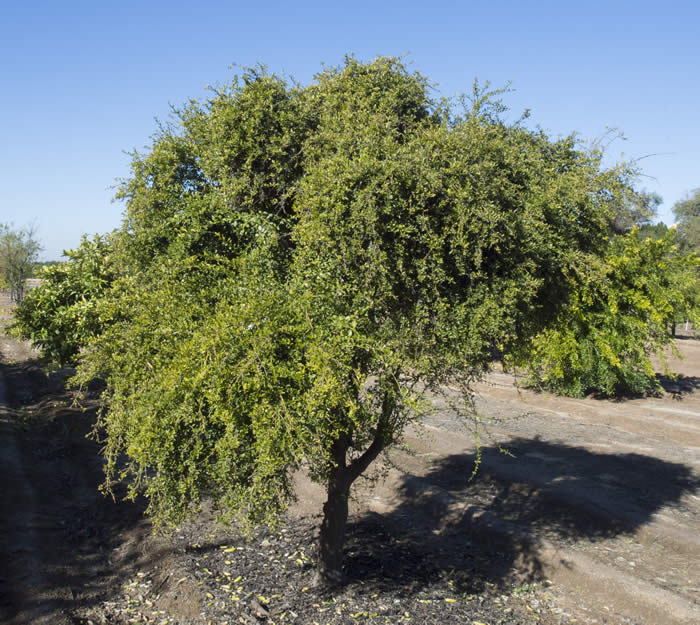 Microcitrus australasica CRC3661020