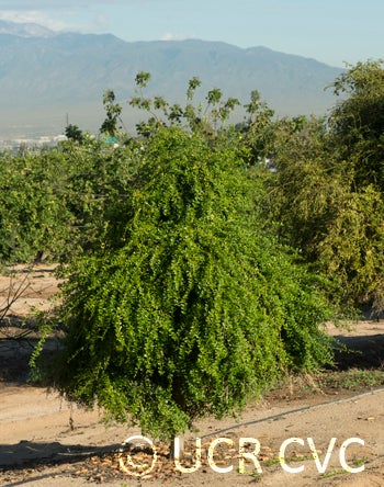 Microcitrus australasica CRC3670004