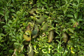 Microcitrus australasica CRC3670007