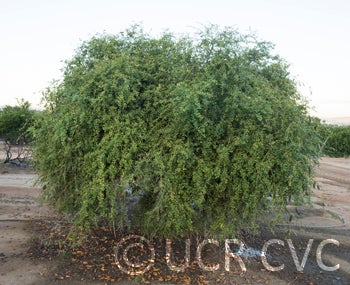 Microcitrus australasica CRC3671002