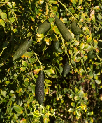 Microcitrus australasica CRC3671010