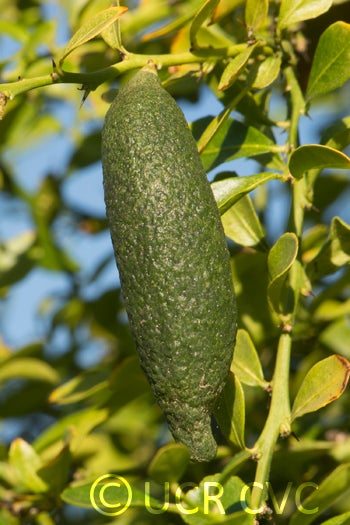 Microcitrus australasica CRC3671012