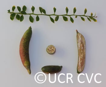 Microcitrus australasica CRC3671013