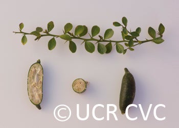 Microcitrus australasica CRC3672009
