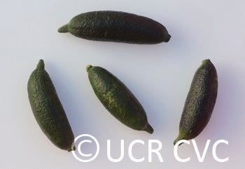 Microcitrus australasica CRC3672011