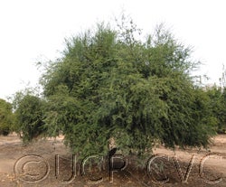 Microcitrus australasica CVC148002