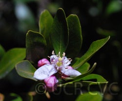 Microcitrus australis crc3673003