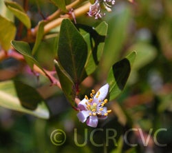 Microcitrus australis crc3673004