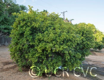 Microcitrus australasica CRC3663001