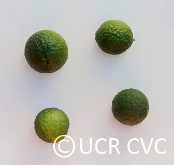 Microcitrus australis  crc3666007