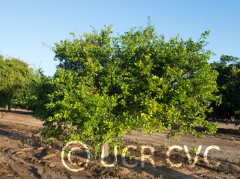 Microcitrus australis crc3668001