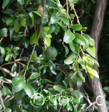 Microcitrus australis CRC3669003