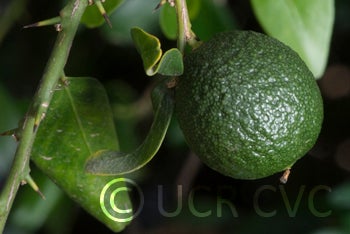 Microcitrus australis CRC3669005