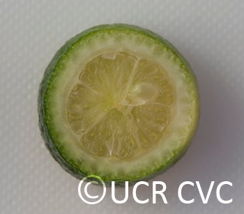 Microcitrus australis CRC3669008