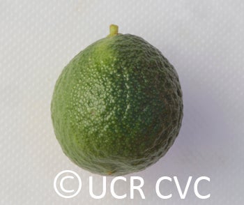 Microcitrus australis CRC3669009
