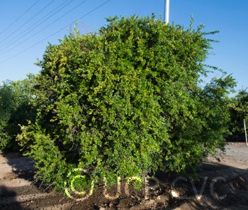 Microcitrus australis crc3673004