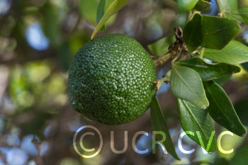 Microcitrus australis crc3673007