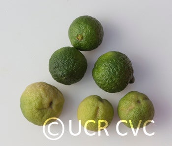 Microcitrus australis crc3673009