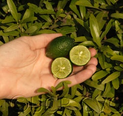 Microcitruspapuana crc4111006