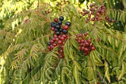 Bergera koenigii flower CRC3165011