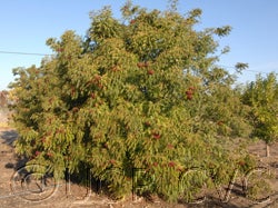 Bergera koenigii flower CRC3165002