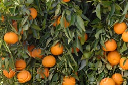 Nules clementine CVC 006