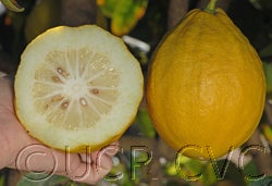 S 1 citron crc3878_1a