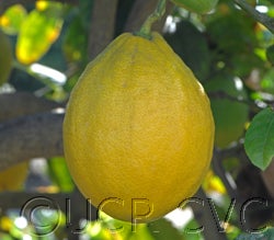 S 1 citron crc3878_1b