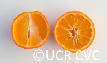 Santa Barbara red lime sliced open