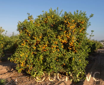 Santa Barbara red lime tree