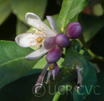 Santa Barbara red lime blossom