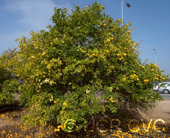 Texas trifoliate  crc2861001